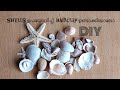 Seashells ഉപയോഗിച്ച് നമുക്ക് hairclip ഉണ്ടാക്കാം/DIY hair accessories/hairclip making/art and craft