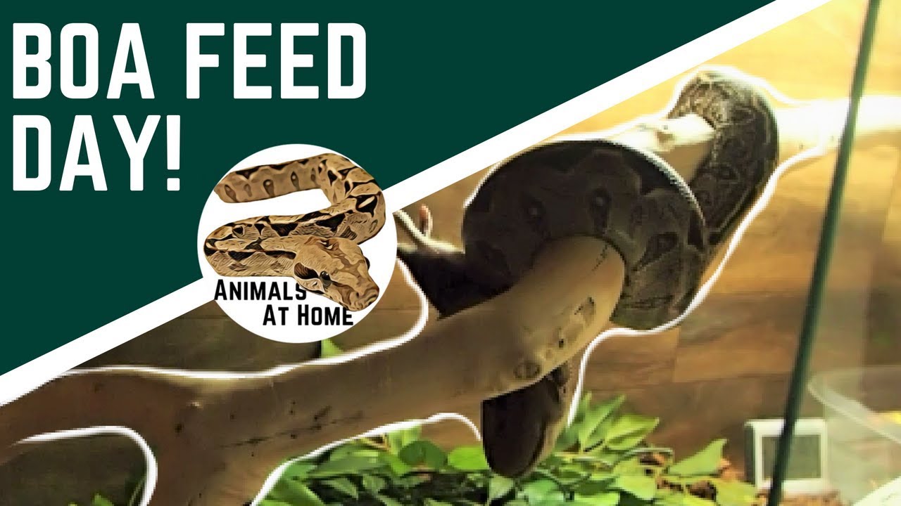 Boa Constrictor Feeding Chart Free Pdf Animals At Home