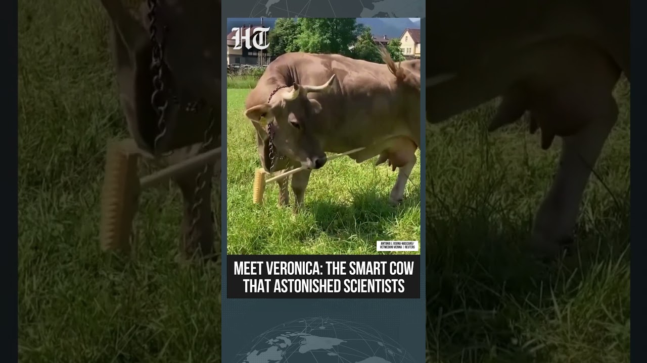 Veronika the Cow Surprises Scientists With Unusual Back-Scratching Skills | #shorts