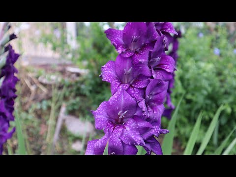 Video: Cómo colocar estacas en una planta de gladiolo: consejos para usar estacas en una planta de gladiolo