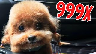 Chinese Dog Rapping Meme (Speed 999x)
Hello!
Don’t strike with copyrights to my channel, if you want me to delete this video or take credit send me email: domainov17@gmail.com
And I will fulfill your request within 1 day.
*All my video features materials protected by the Fair Use guidelines of Section 107 of Copyright Act. When creating such videos I use free images, free music and free to use green screen videos with other different video parts for creation new kind of meme videos.
Also make green screen videos by myself using Adobe After Effects CC and then including it in my videos. Use Audacity to edit sounds, Sony Vegas Pro + Adobe After Effects CC for montage and Adobe Photoshop for photos editing.
Tags: chinese dog rapping,chinese dog rap,dog rapping,dog rapping meme,chince raping dog meme,meme,memes,chinese rapping dog song,chinese dog Chinese Dog Rapping Meme (Speed 999x)