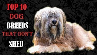 Top 10 Dog Breeds That Don't Shed by Dog Lover planet 150 views 6 years ago 4 minutes, 13 seconds