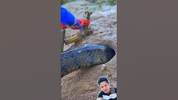 Cái bẫy rắn độc lạ Bình Dương và cái kết bất ngờ cả nhà ơi
