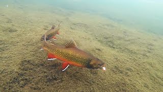 Ice Fishing for Chunky Brook Trout!! (Underwater View)