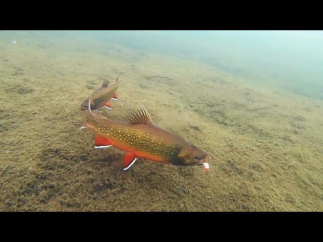 Trout Underwater: Ice Fishing Tactics 