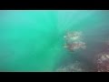 Maui turtle attack at SharkPit