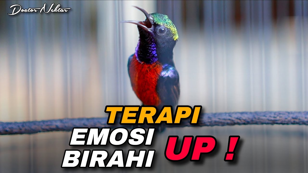 TERAPI KONIN GACOR FULL ISIAN COCOK UNTUK MENAIKKAN EMOSI BIRAHI KOLIBRI NINJA DENGAN SUARA KHAS