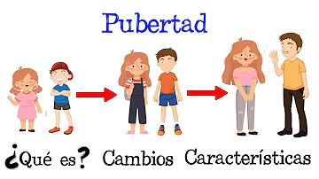 ¿Cuántas etapas hay en la pubertad?