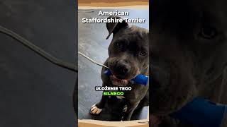 American Staffordshire Terrier #amstaff #amstaffpuppy #pies #dog #doberman #puppy #terrier #american