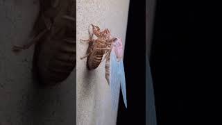 Cicada Transformation Side Angle Timelapse, 3.5Hrs To 6 Minutes And 13 Seconds