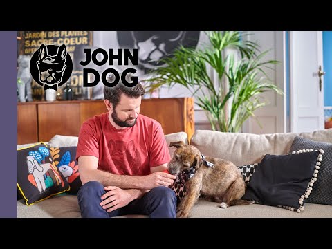 6 błędów, które popełniają właściciele psów lękliwych - TRENING PSA - John Dog