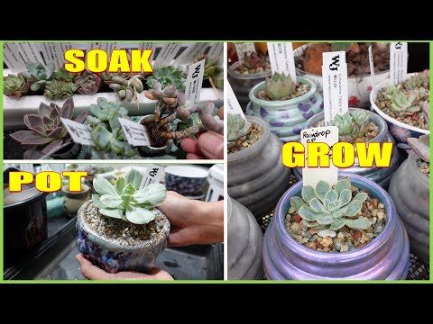 Video: Euscaphis augu kopšana - kā izaudzēt korejiešu mīļo koku