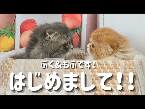 【スコティッシュフォールド】はじめまして♪我が家のアイドルねこ達をご紹介します♪【ぷく、もふ】