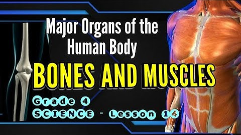 Major Organs of the Human Body BONES AND MUSCLES | Grade 4 SCIENCE  4