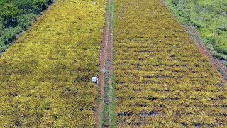 Celebrity Pineapple Fields From Above-Todd Vendituoli- LIFE in Eleuthera 5-22-17 Wealth