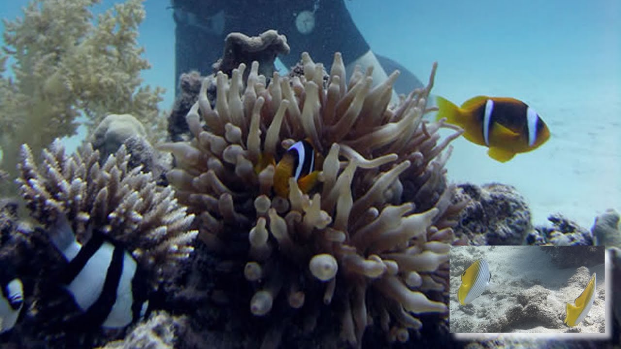 Vilanculos Diving Center - Chivale.Travel - Mozambik Rafa Koralowa ...