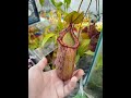 Nepenthes Spectabilis x Ventricosa
