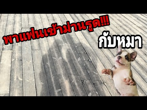 จองที่พักผิดเข้าม่านรูด!!! ที่ให้สัตว์เลี้ยงเข้าพักได้ | Kungking style