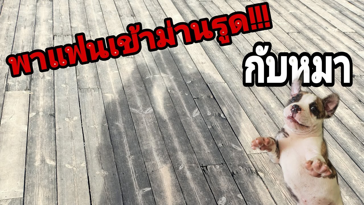 จองที่พักผิดเข้าม่านรูด!!! ที่ให้สัตว์เลี้ยงเข้าพักได้ | Kungking style | ข้อมูลที่อัปเดตใหม่เกี่ยวกับโรงแรม แค ค ตั ส ขอนแก่น