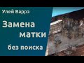 Народный улей Варрэ. Замена матки без поиска