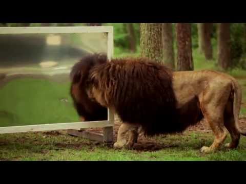 Video: Löwen Auf Glas