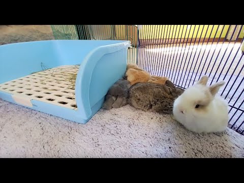 Live Bunny Cam! Baby Lop Bunnies ?