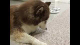 Super calm husky meets a super-excited pawtato. 🐶