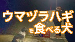 ウマヅラハギが大好きな犬とスズキを釣りに行きました