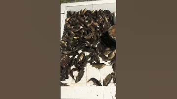 Cá rô. Ruốc Cá Ninh Bình #shorts