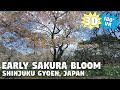 [3D VR] Shinjuku Gyoen - Early Sakura Bloom