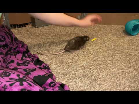 My senior pet rat Olive practicing some fun tricks!
