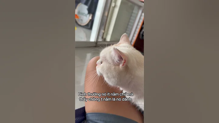 Watch the video about #cat #catvideos #pets #munchkin #cute #funny #cutecat #meow