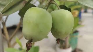 আপেল ঝুলছে, রাজিউল হাসানের বাড়ীর ছাদের আপেল গাছে | Bayezid Moral