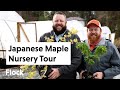 Tour a japanese maple nursery  ep 241