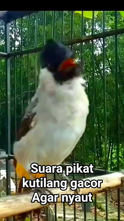 suara pikat burung kutilang gacor agar bunyi
