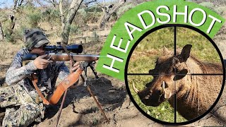 Warthog Hunting- Eastern Cape, South Africa