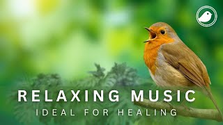 RELAXING MUSIC with BIRD SOUNDS┇Music Heals Your Health and Mind