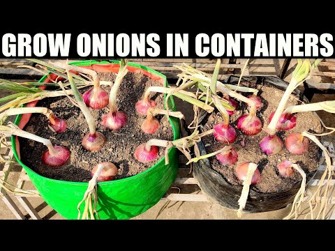 How To Grow Onions | SEED TO HARVEST