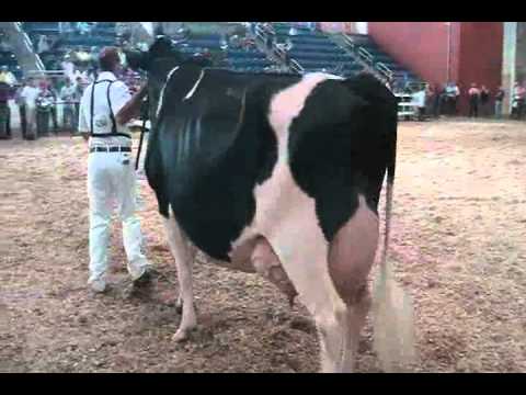 Eastern Fall National Holstein Show - Aged Cows