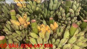 351#CHUỐI XIÊM MIỀN TÂY,VỰA CHUỐI CÔ SÁU,CHỢ ĐẦU MỐI HÓC MÔN