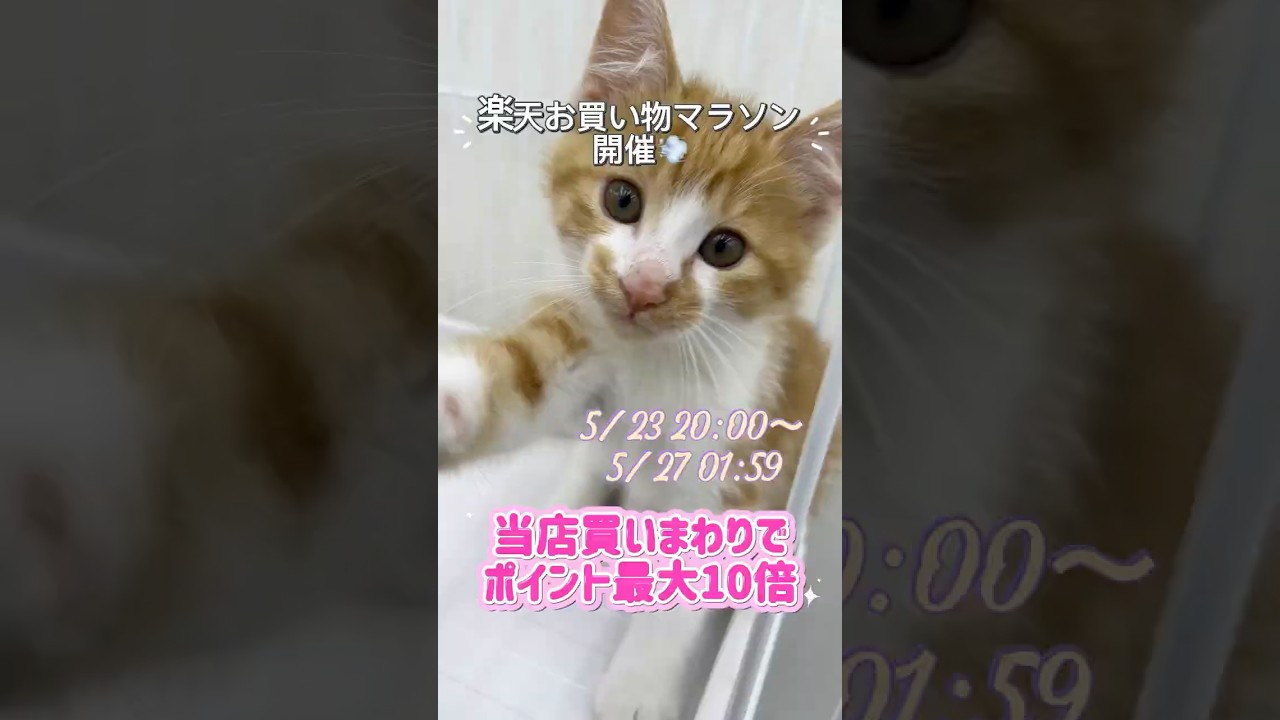 【最大10倍🔥】まとめ買いでポイントUP🐾 #ペッツビレッジクロス #楽天市場 #猫のいる暮らし #犬のいる暮らし #shorts