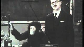 Harry Enfield - The Wonderful World Of Animals.flv