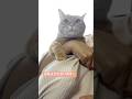 #shorts #猫shorts #catshorts #fyp #おすすめ #猫 #子猫 #cat #catlover #癒し #かわいい #猫のいる暮らし #猫好きさんと繋がりたい #癒しの猫時間