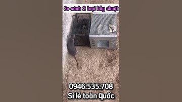 Bắt 1 lần 10 con chuột - Lồng bẫy chuột thông minh 2025