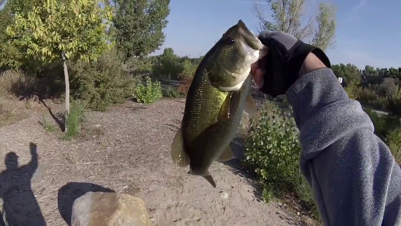 Albuquerque N.M.(LARGEMOUTH BASS)Urban Bassin