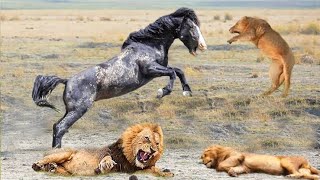 معارك مجنونة في عالم الخيوانأقتربت الاسود من الخيول البرية وما حدث لم يكن متوقعا/عالم الحيوان