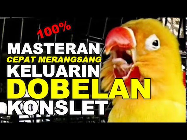 Masteran Lovebird paling dicari!! Cepat merangsang dobelan konslet!!!! class=