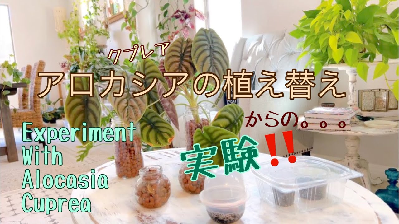 アロカシアクプレアの植え替え。。。からの実験！～Experiment with