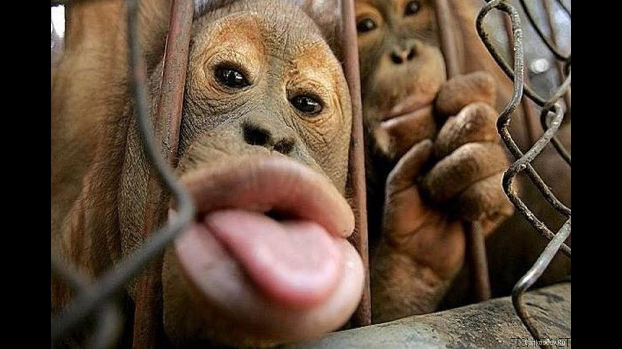 Macacos engraçados #foryou #foryoupage #funnyvideos #funnyanimals #ani