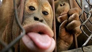 10 Melhores VÃ­deos Mais EngraÃ§ados Do Macaco 2015